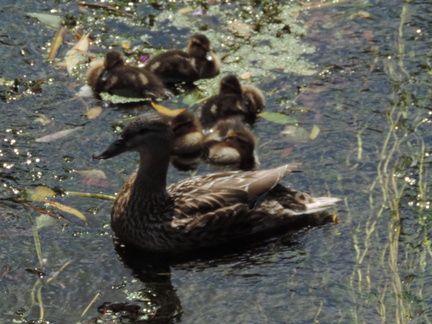 Ducks
