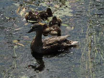 Ducks