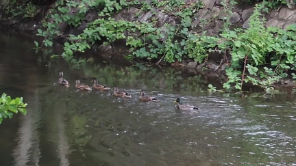Ducks