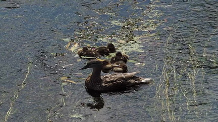 Ducks