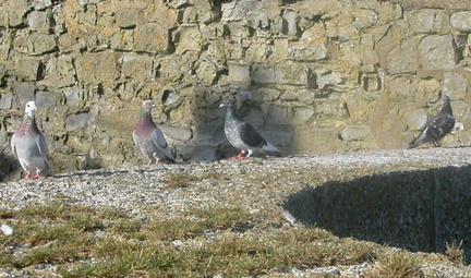 Pigeons