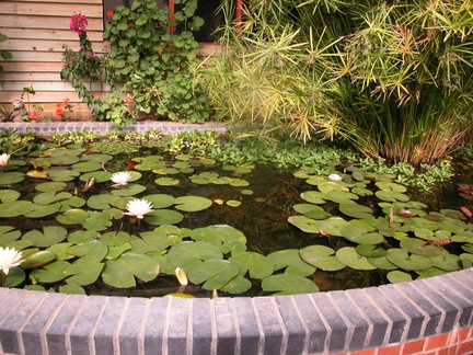 Pond