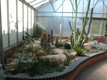 Cacti