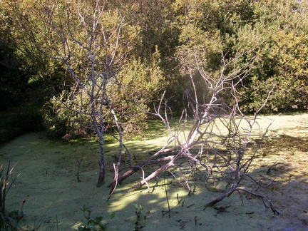 Submerged tree