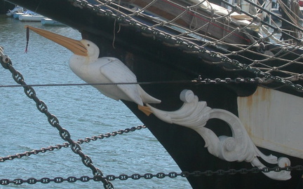Pelican