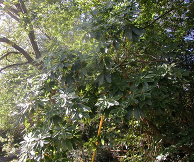 Bush