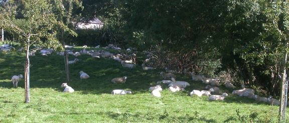 Sheep