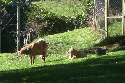 Goats