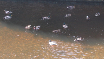 Ducks