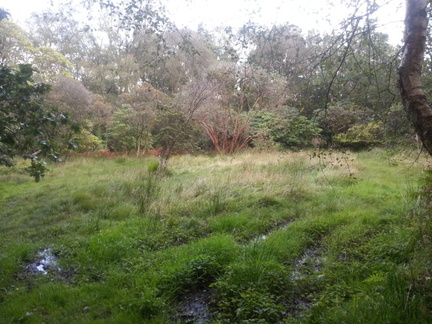 Bog