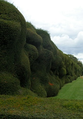 Hedge