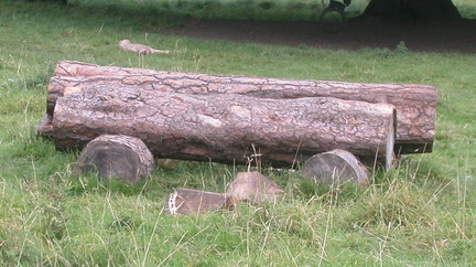 Logs