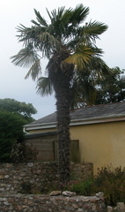 Palm tree