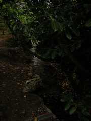 Stream
