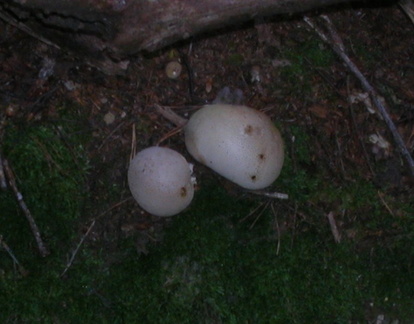 Fungi