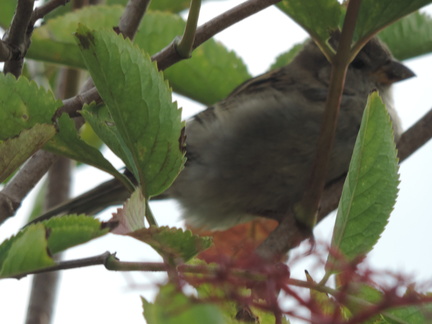 Bird