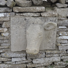 Cow head