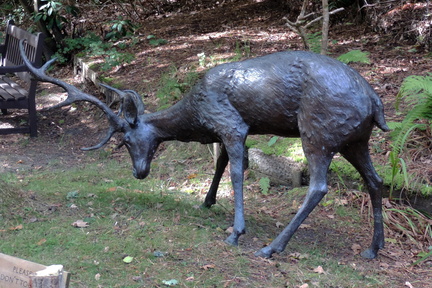 Deer