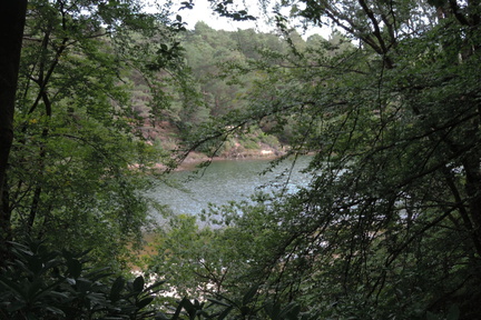 Through the trees
