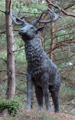 Deer