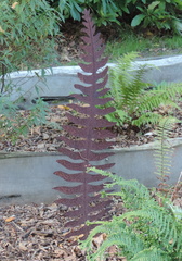 Fern