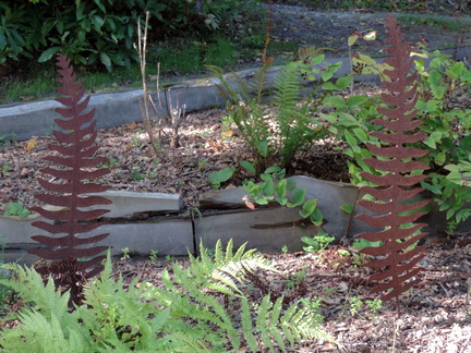 Ferns