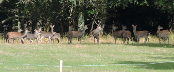 Deer