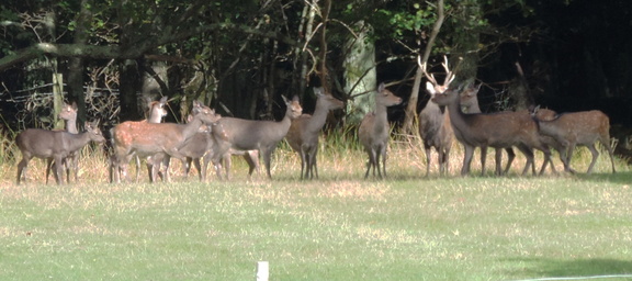 Deer