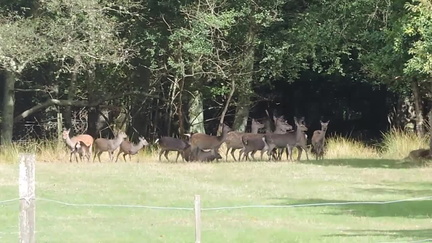 43-Deer