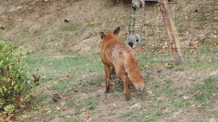 Fox
