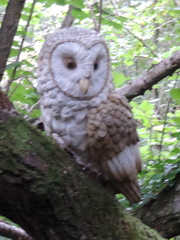Owl