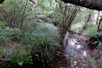 Stream