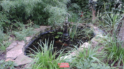 Pond