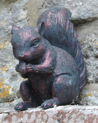 Squirrel