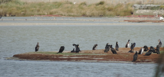 Birds