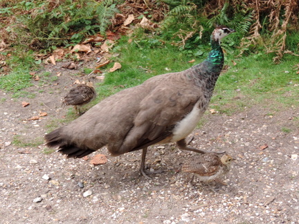 Peahen