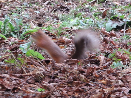 Fast squirrel