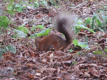 Red squirrel