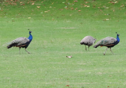 Peacocks