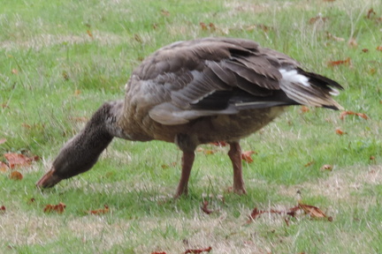 Duck