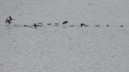 Geese