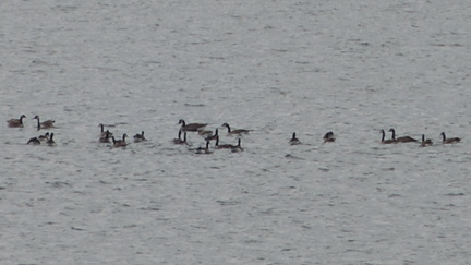 Geese