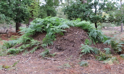 Mound