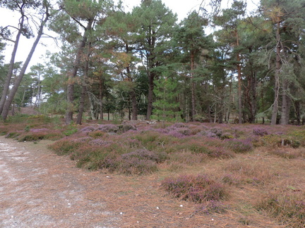 Clearing