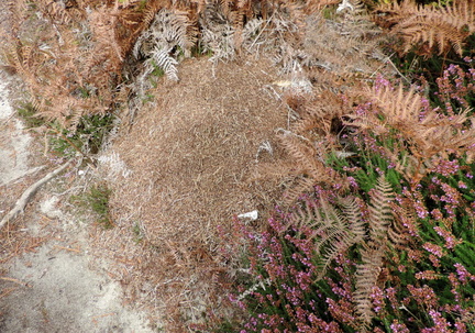 Ant nest