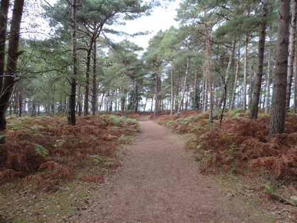 Woods