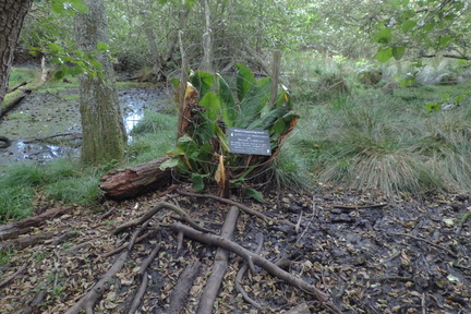 Skunk Cabbage