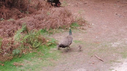 Peahen