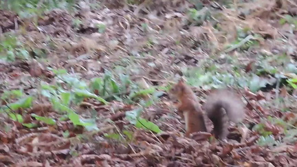 Red squirrel