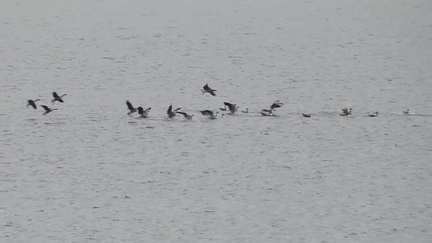 Geese